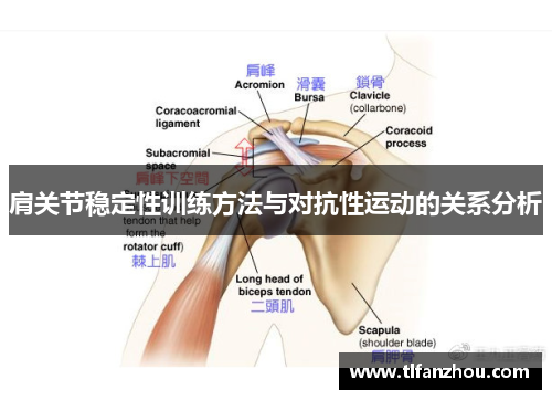肩关节稳定性训练方法与对抗性运动的关系分析